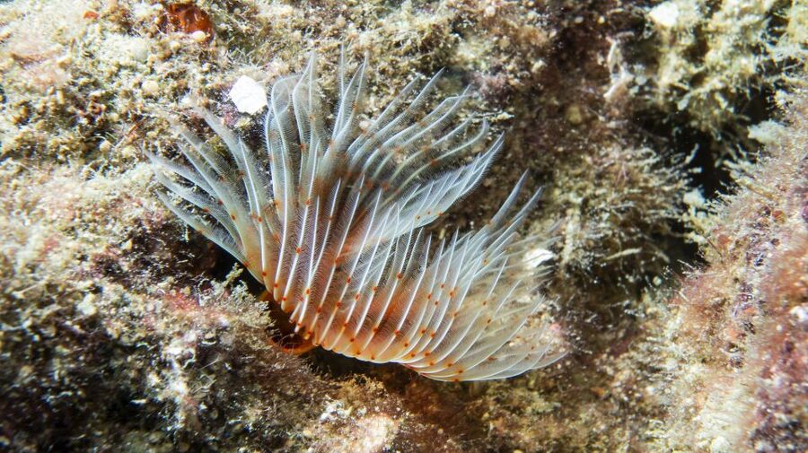 Alanya: 2 Guided Scuba Dives with Lunch and Hotel Transfers - Hotel pickup, harbor boat ride, and why the day can feel longer