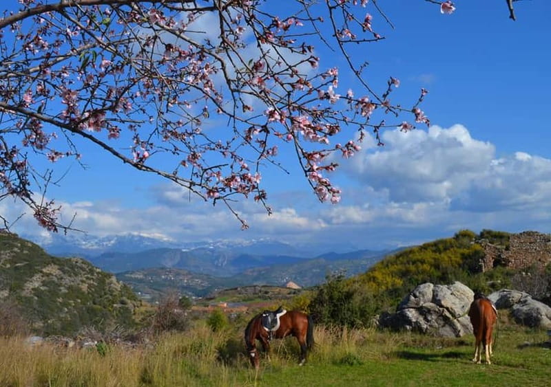 Alanya: Horse Riding Adventure - Getting to the horse club near Alanya takes the stress out