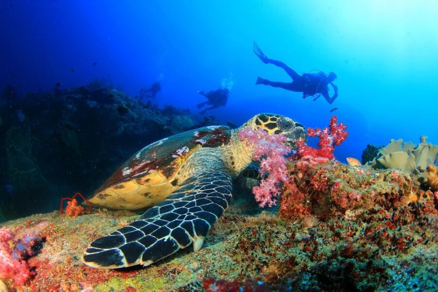 Alanya: Scuba Diving Tour With Lunch - Price and Value at About $67 Per Person