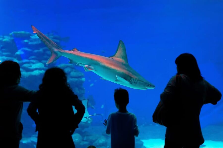 Antalya: Aquarium and Wax Museum Entry Ticket - XD cinema, Snow World, and other add-ons: what’s included vs what you may pay extra for