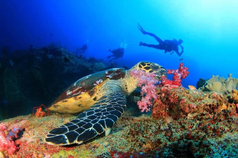 Antalya/Kemer: 2 Dives Scuba Diving Trip with Lunch - Safety briefing and gear checks that reduce nerves