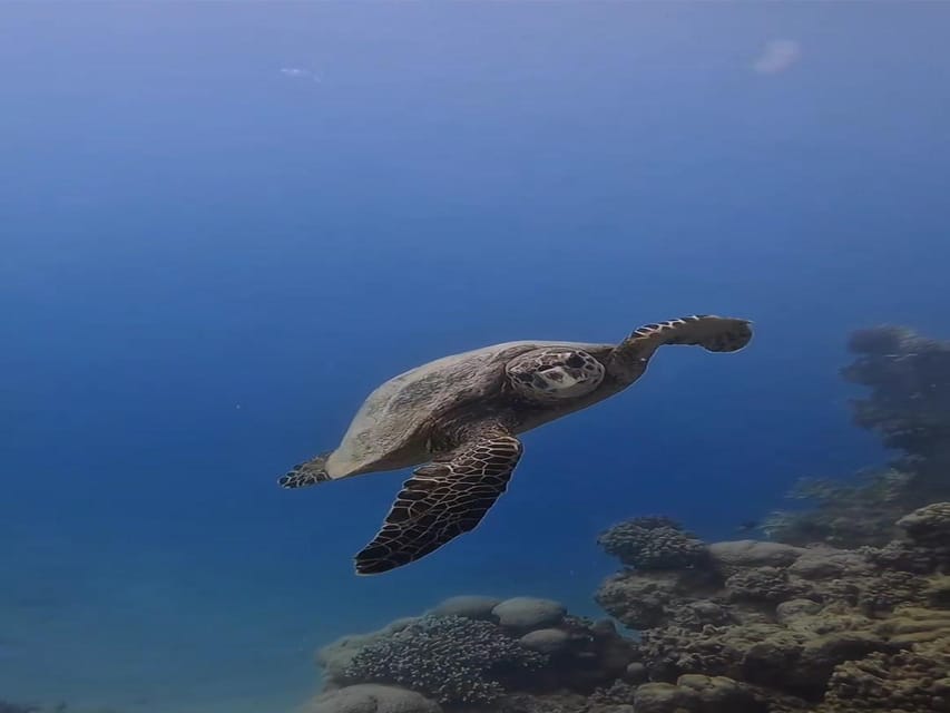 Antalya, Side and Alanya: Scuba Diving with Lunch & 2 Dives - Who Should Book This Scuba Tour, and Who Should Skip It