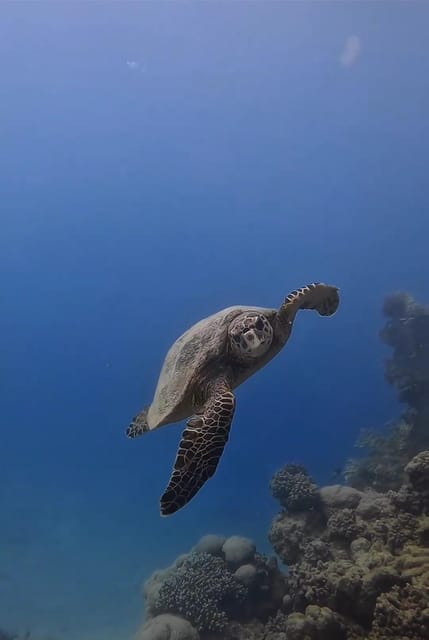 Antalya, Side and Alanya: Scuba Diving with Lunch & 2 Dives - Second 12 Meters: More Depth, More Wildlife Chances