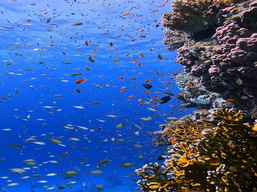 Antalya, Side and Alanya: Scuba Diving with Lunch & 2 Dives - Price and Value: Why $44 Can Be a Good Deal for a First Timer