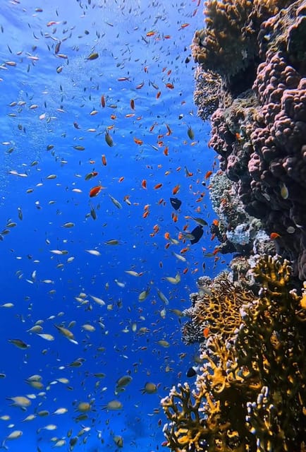 Antalya, Side and Alanya: Scuba Diving with Lunch & 2 Dives - Photos, Drinks, and the Optional €40 Package