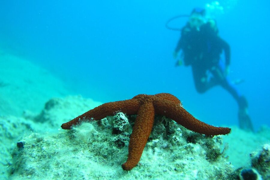 Bodrum: Full-Day Scuba Diving Tour - Bodrum’s clear water is the real star