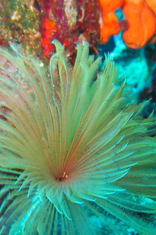 Bodrum: Scuba Diving Trip with Lunch - Lunch on the Boat, and the Real Budget: Drinks and Photos