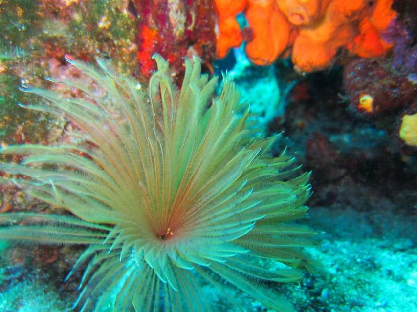 Bodrum: Scuba Diving Trip with Lunch - Should You Book This Bodrum Scuba Trip?