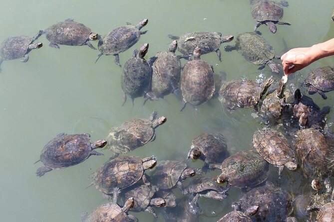 Bodrum Turtle Beach Tour With Mud Baths & King Tombs - Getting Back To Bodrum: The Road Trip Feels Long