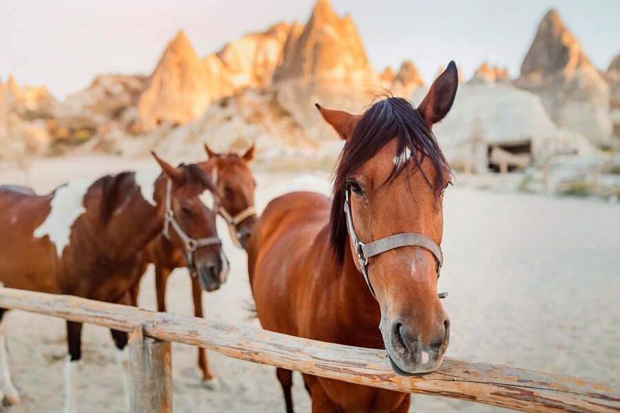 Cappadocia: Horse Riding w/Sunrise & Sunset Option - My booking verdict: should you ride this Cappadocia horse safari?