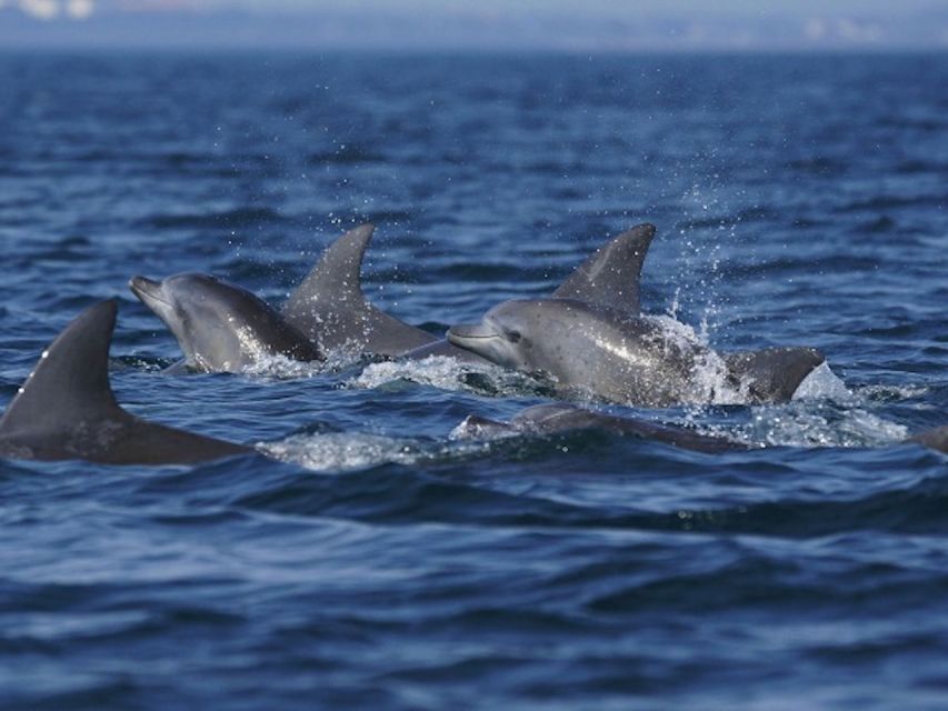 City of Side: Dolphin Island Boat Tour with BBQ & Foam Party - Third Swim Break Near Karaburun Bay, Then Head Back