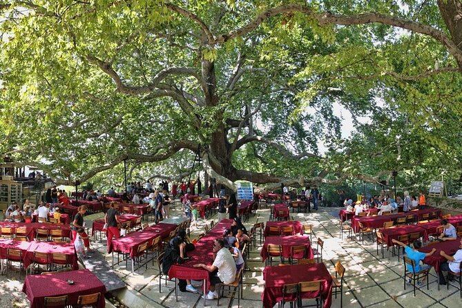 Daily Bursa Uludag Mountain & Cable Car Tour with Lunch from Istanbul - Inkaya village’s plane tree: Turkey’s largest, 600-plus years old