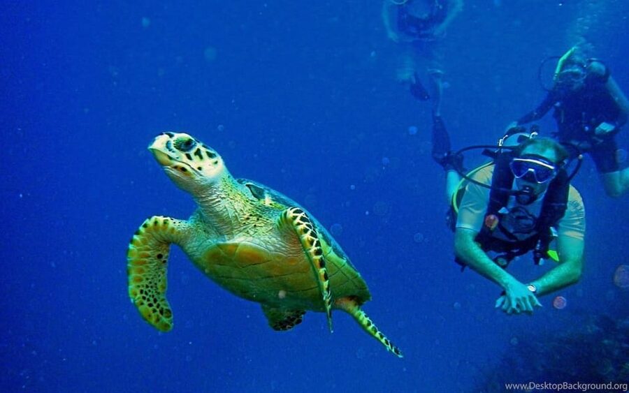 Diving Tour from Alanya & Side with Lunch - 2 Dives Included - Timing, Transfers, and Why the Day Feels Longer Than It Sounds