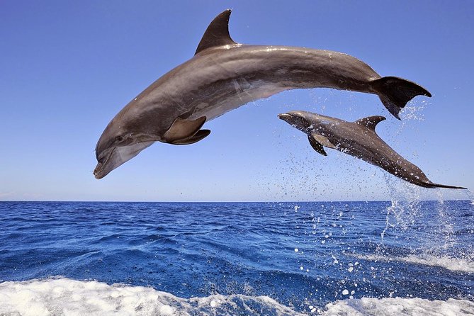 Dolphin Island Boat Trip – Swim, Sun & Lunch Included - Quick hits before you go