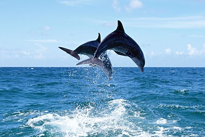 Dolphin Island Boat Trip – Swim, Sun & Lunch Included - The core of the day: swim stops you can actually use