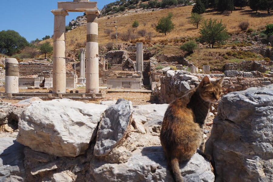 Ephesus: Half-Day Tour from Kusadasi - Great Theatre: 24,000 Seats and a Sturdy Sense of Place