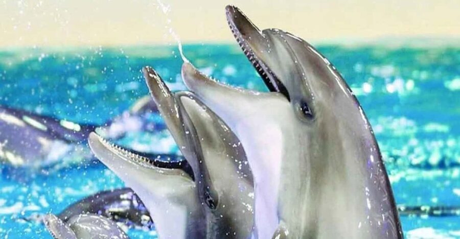 From Belek: Dolphin Show with Transfers - Key Takeaways Before You Go