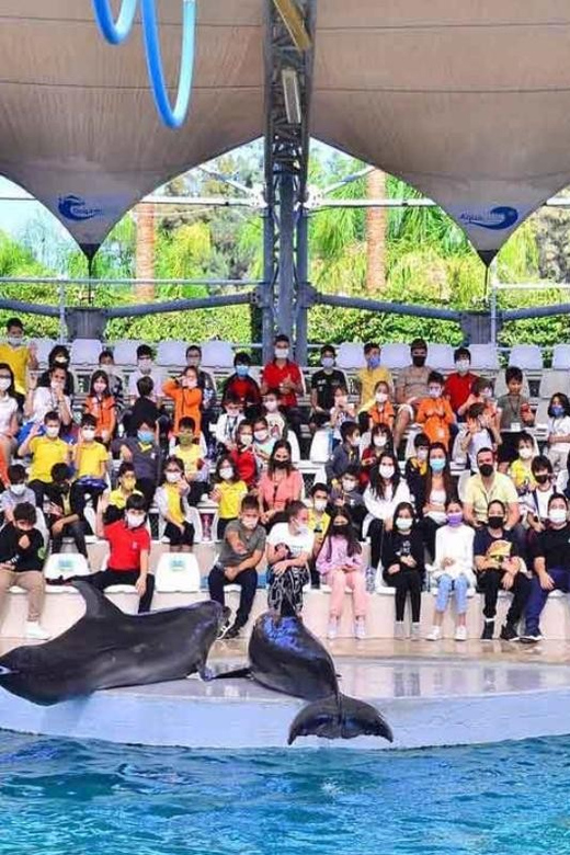 From Belek: Dolphin Show with Transfers - Dolphin Show From Belek: The Big Picture
