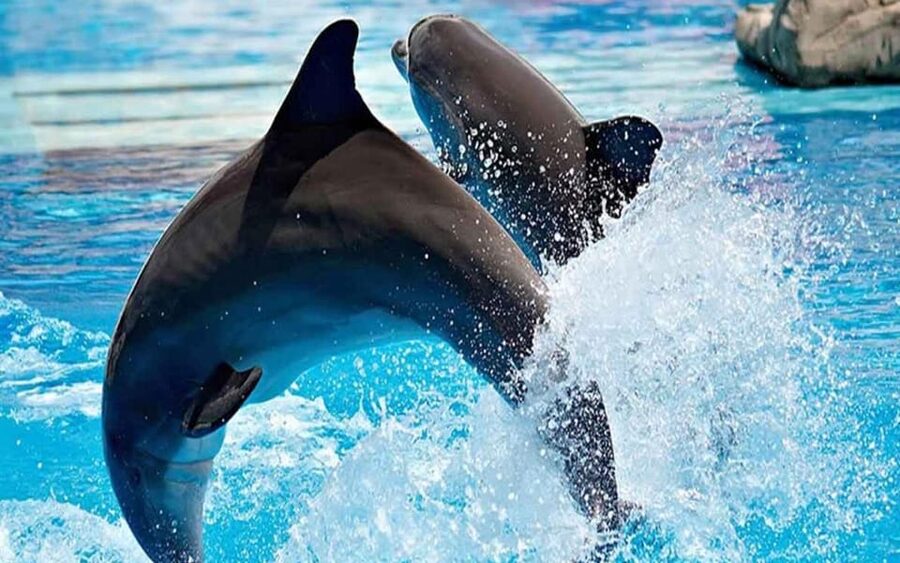 From Belek: Dolphin Show with Transfers - Tricks and Choreography: The Part Everyone Remembers