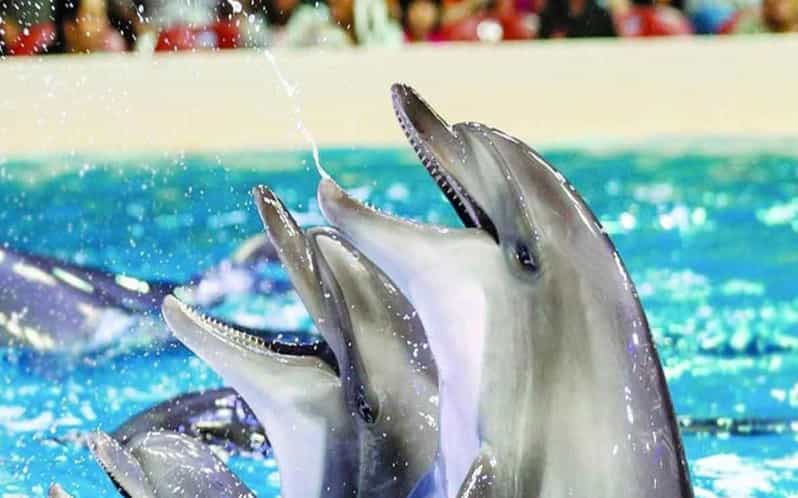 From Belek: Dolphin Show with Transfers - Pickup and Transfers: What Happens Before the Curtains Open