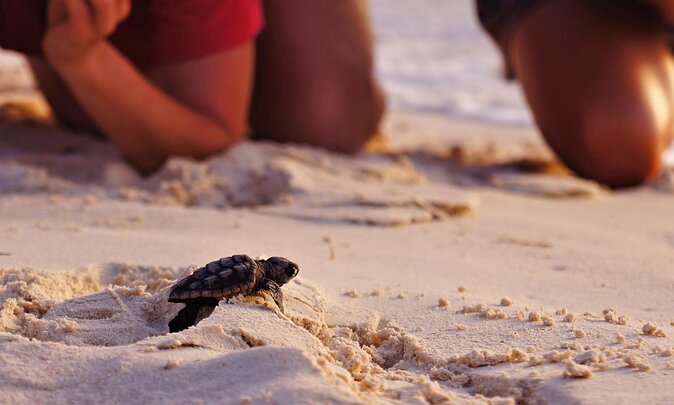 Full Day Fethiye Turtle Beach Tour With Mud Baths & Lunch - Key highlights to know before you go