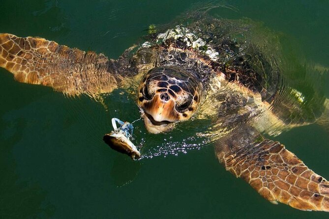 Full Day Fethiye Turtle Beach Tour With Mud Baths & Lunch - Dalyan canal cruise: easy scenery and better odds for marine sightings