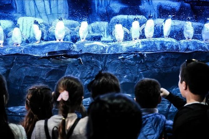 Istanbul Aquarium and Aqua Florya Independent Shopping Trip - How the Day Flows, From Your Pickup to Aquarium Tunnels