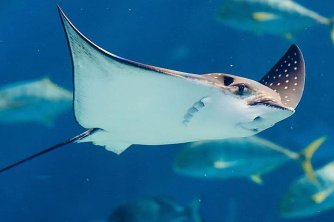 Istanbul Aquarium and Aqua Florya Independent Shopping Trip - Price and Value: When $300.06 Feels Fair, and When It Does Not