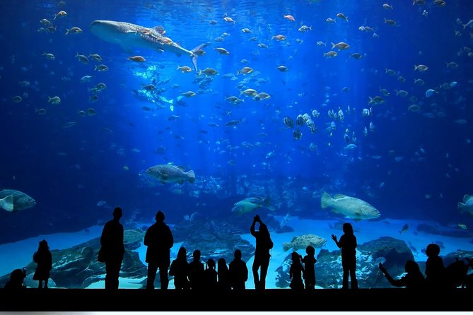 Istanbul Aquarium and Aqua Florya Independent Shopping Trip - Logistics That Can Make or Break Your Timing