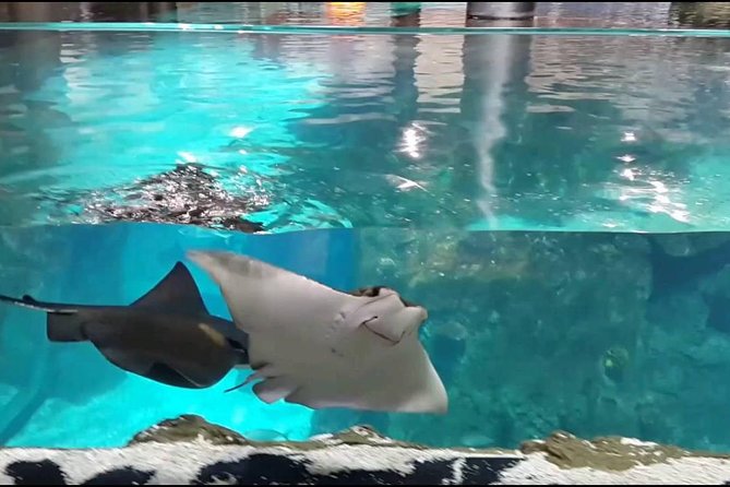 Istanbul Aquarium and Aqua Florya Independent Shopping Trip - Istanbul Aquarium: 16 Aquatic Worlds and Those Overhead Tunnels