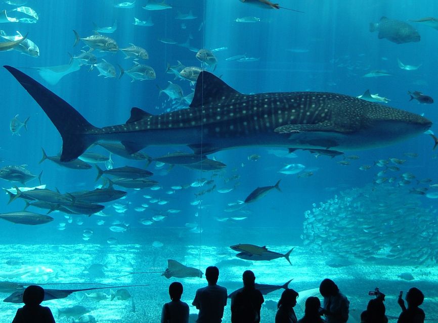 Istanbul Aquarium and Aqua Florya Shopping Mall Tour - Entering Istanbul Aquarium at Aqua Florya Mall, then getting your bearings