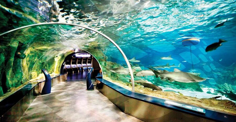 Istanbul Aquarium and Aqua Florya Shopping Mall Tour - Sharks, stingrays, and the animals you will want to prioritize