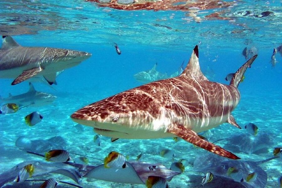 Istanbul Aquarium and Aqua Florya Shopping Mall Tour - 5D cinema: when the story hits the senses