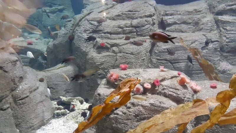 Istanbul: Aquarium Ticket and Round Trip Shuttle from Taksim - Key Highlights You’ll Actually Feel