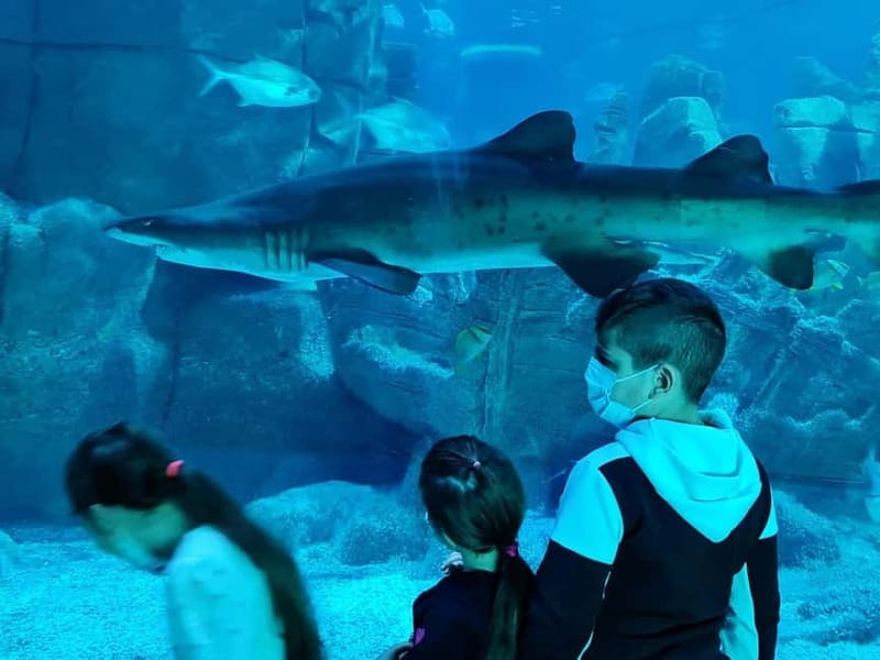 Istanbul: Aquarium Ticket and Round Trip Shuttle from Taksim - Inside Istanbul Aquarium: Two Floors and a 1.2 km Journey