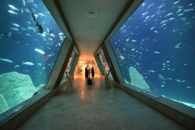 Istanbul: Aquarium Ticket and Round Trip Shuttle from Taksim - Skip-the-Line Entry: How You Avoid the Entrance Chaos