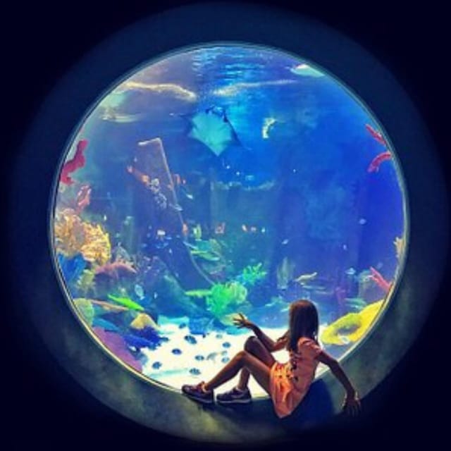 Istanbul: Aquarium Ticket with Shuttle Bus from Sultanahmet - Should you book the Istanbul Aquarium ticket with shuttle from Sultanahmet?