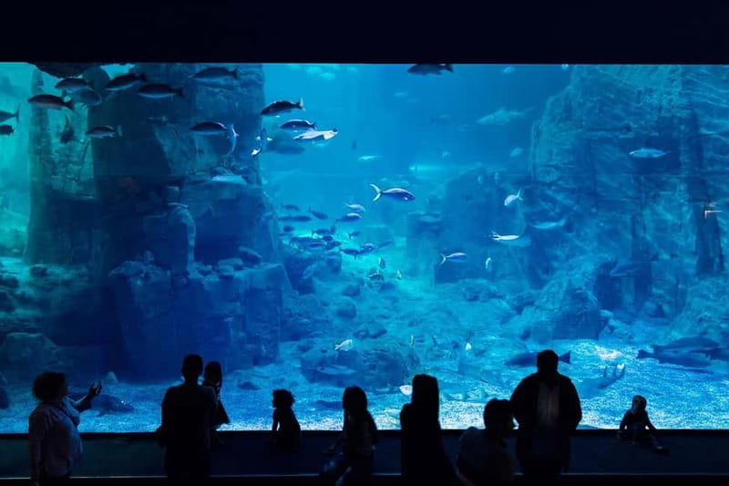 Istanbul: Aquarium Ticket with Shuttle Bus from Sultanahmet - Inside Istanbul Aquarium: 17 zones and a route that stays organized