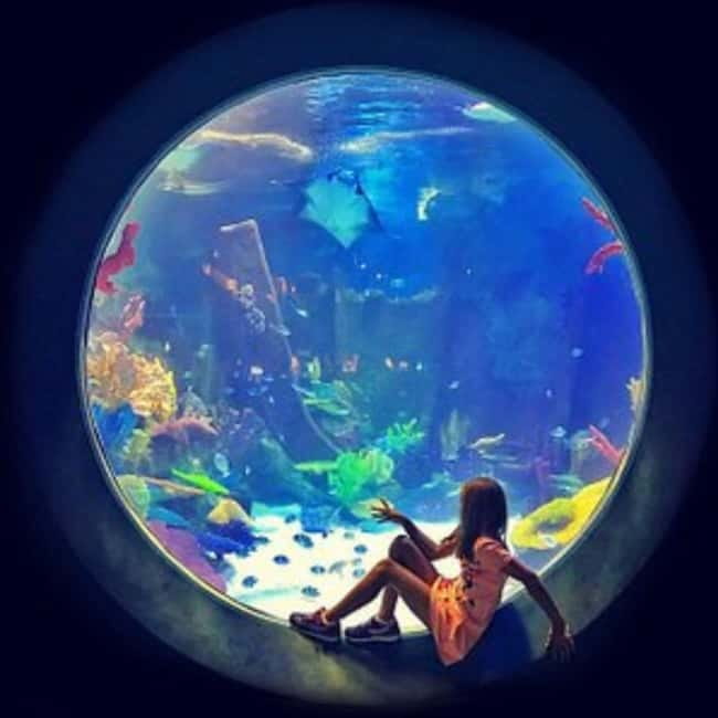 Istanbul: Aquarium Ticket with Shuttle Bus from Sultanahmet - Timing and how long to plan (without getting stuck)