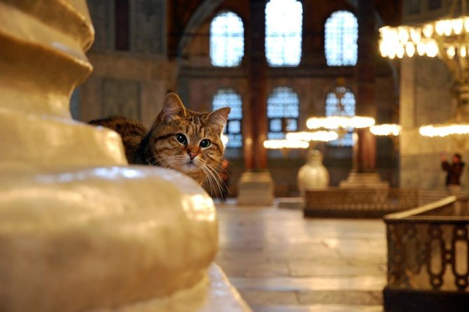 Istanbul Highlights: Half Day Morning Tour - Meeting point, pickup, and how to stay on schedule