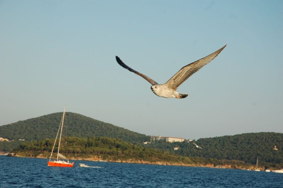 Istanbul: Princes' Islands Cruise w/Music, Lunch & Transfer - The Büyükada mansion loop: car-free means electric rides and good photos