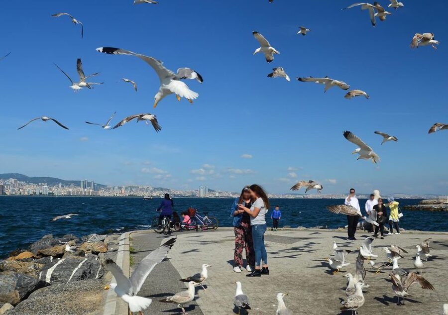 Istanbul: Round-Trip Ferry Tickets to the Princes' Islands - Audio guide on your phone: Great support, but download ahead