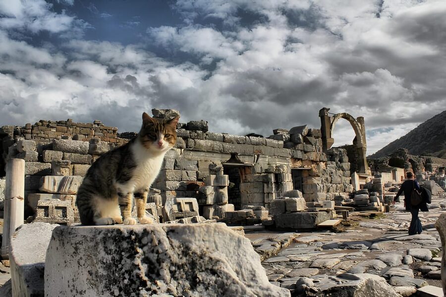 Izmir : Ephesus and Sirince Guided Tour - Ephesus Ancient City: Celsus Library, temples, theatre, and real photo time