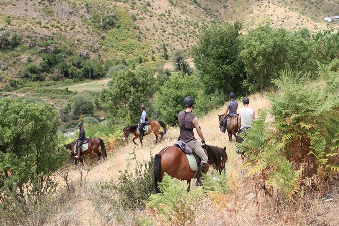 Kemer Horse Safari Experience With Free Hotel Transfer - What You Actually Do: One Hour Horse Riding Through Forest Trails