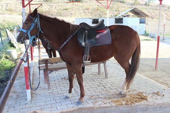 Kusadasi Horse Riding Beach and Forest options with Transfer - The horse club in pine forest country, and your 15-minute prep