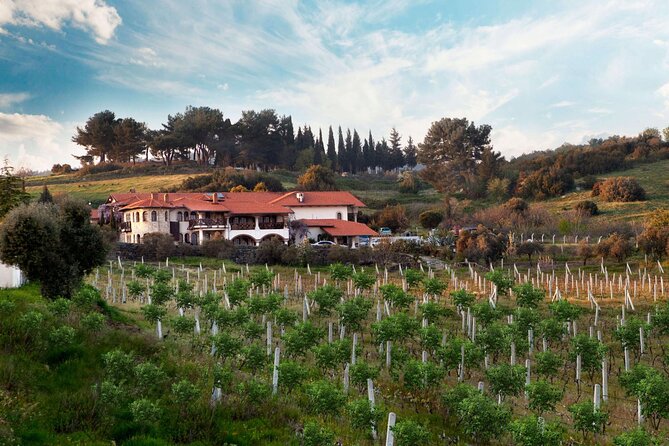 Kusadasi Shore Excursions Ephesus and Wine Tasting Tours - Price and Value: What You Get for $70
