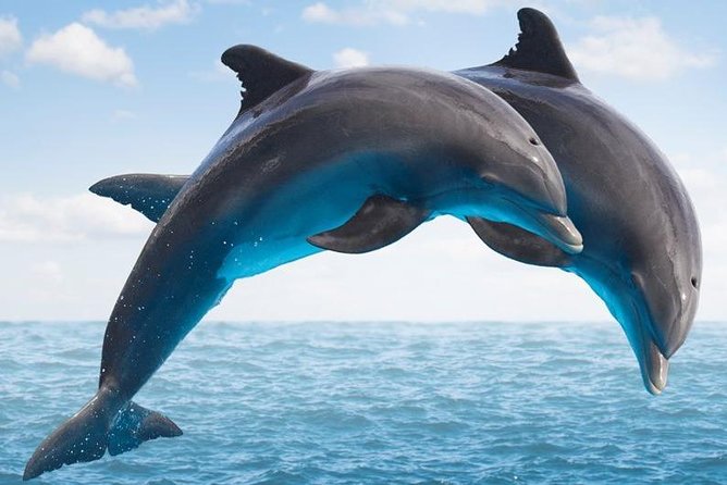"Side: Boat Adventure to Dolphin Island – Swim and Enjoy Lunch" - Key Things To Know Before You Go