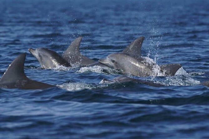 Side: Dolphin Island Boat Tour with Foam Party and Lunch - Karaburun Bay second foam party: more swimming with a different feel