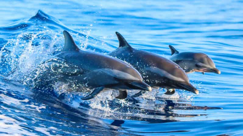 Side: Dolphin Island Boat Trip with Lunch & Unlimited Drinks - Key Things That Make This Dolphin Island Boat Trip Worth It