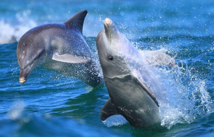 Side: Dolphin Island Boat Trip with Lunch & Unlimited Drinks - Lunch on Board Plus Unlimited Soft Drinks: Simple, Filling, Good Value